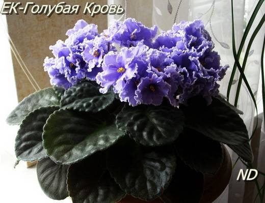 ГолубаяКровь5