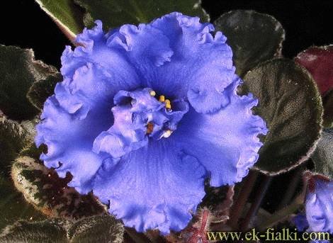 ГолубойАлмаз1