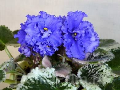 ГолубойАлмаз2