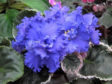 ГолубойАлмаз3