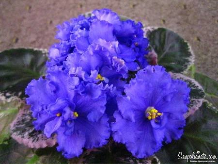 ГолубойАлмаз4