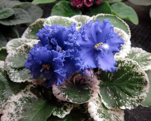 ГолубойАлмаз5