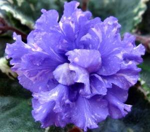 ГолубойБриллиант9