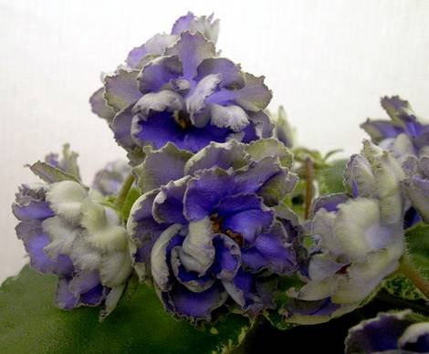 ГолубойЛотос1