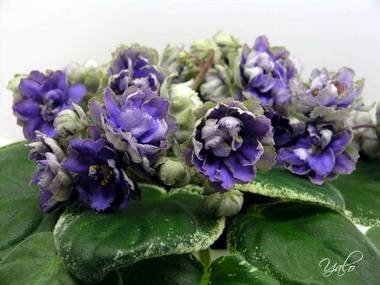 ГолубойЛотос2