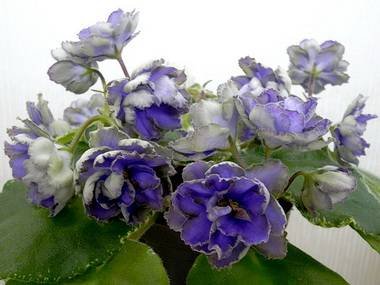 ГолубойЛотос3