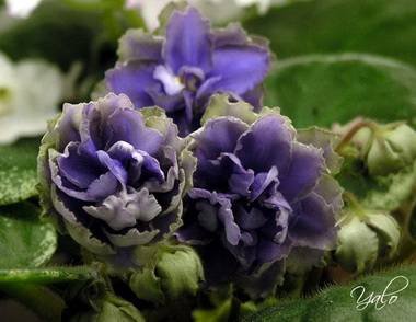 ГолубойЛотос4