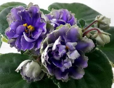 ГолубойЛотос5