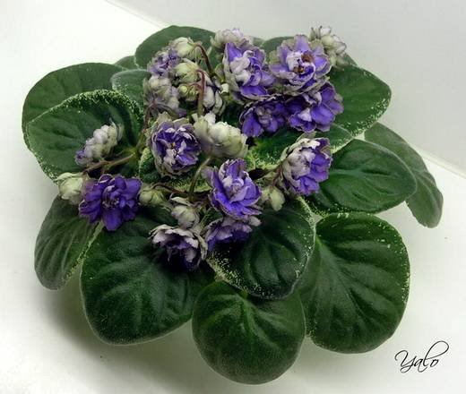 ГолубойЛотос6