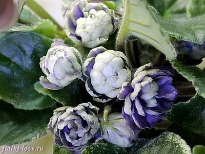 ГолубойЛотос7