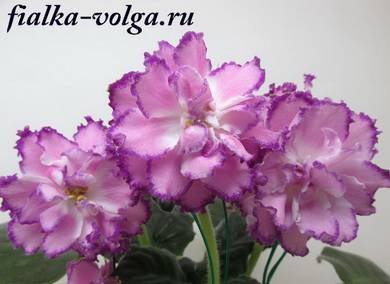 ГрандОтель4
