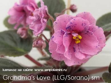 Grandma'sLove7