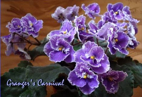 Granger'sCarnival1