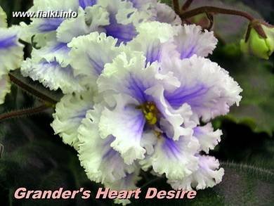 Granger'sHeart'sDesire7