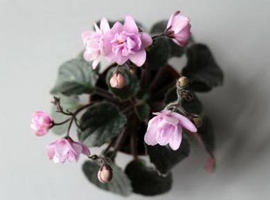Granger'sMexicaliRose2