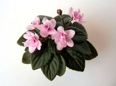 Granger'sMexicaliRose3