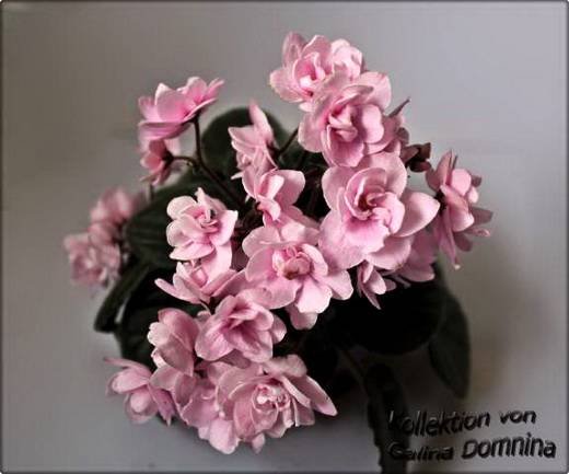 Granger'sMexicaliRose5