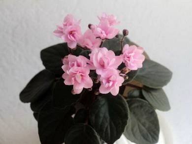 Granger'sMexicaliRose7