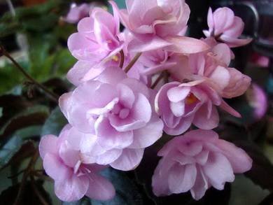 Granger'sMexicaliRose8