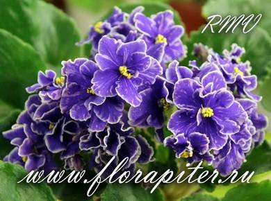 GrapeGlory2