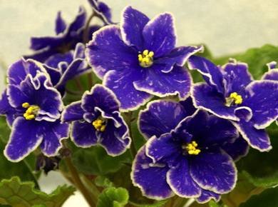 GrapeGlory3