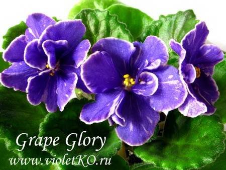 GrapeGlory4