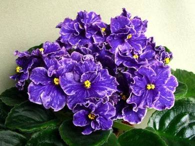 GrapeGlory7