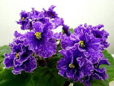 GrapeGlory8