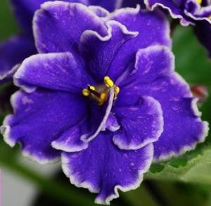 GrapeGlory9