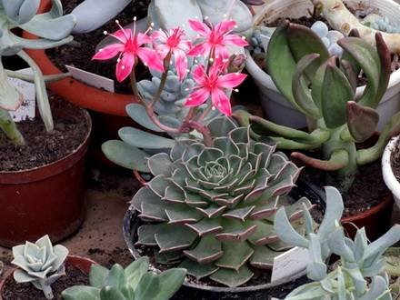 Graptopetalum (13)