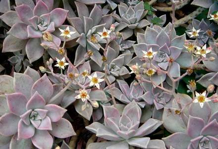 Graptopetalum2