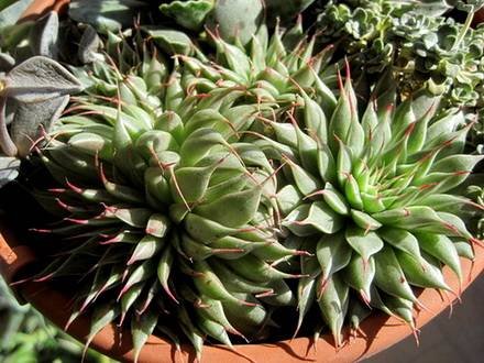 Graptopetalum3