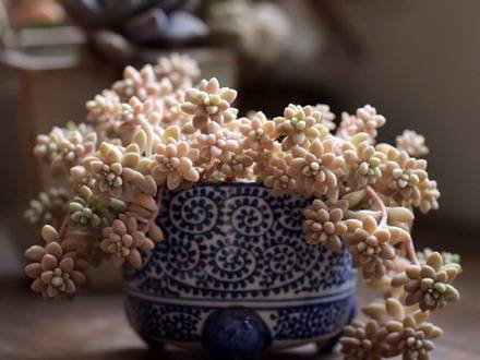 Graptopetalum4