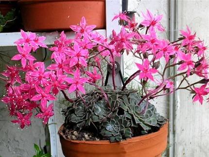 GraptopetalumBellum1