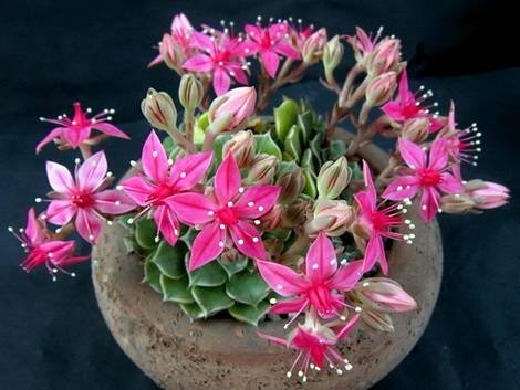 GraptopetalumBellum2