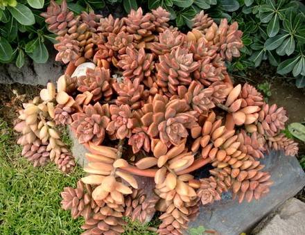 GraptopetalumBronze