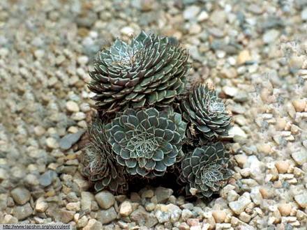 GraptopetalumFiliferum1
