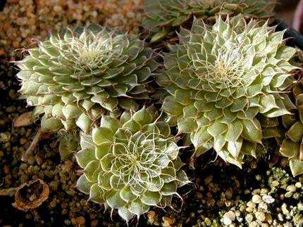 GraptopetalumFiliferum2
