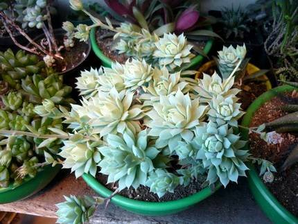 GraptopetalumMacdougallii