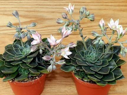 GraptopetalumMorningStar