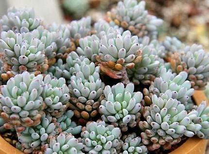 GraptopetalumPachyphyllum