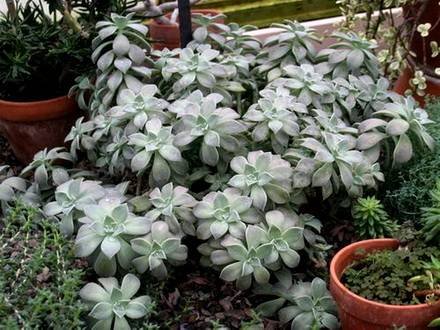 GraptopetalumParaguayense1