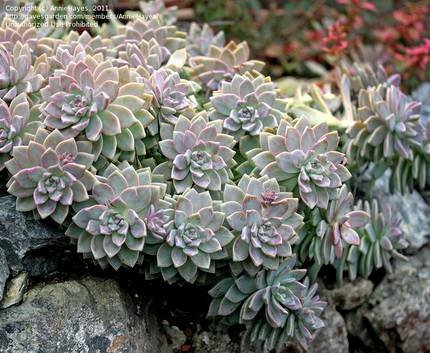 GraptopetalumParaguayense2