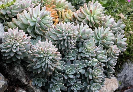 GraptopetalumParaguayense3