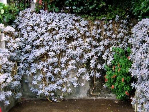 GraptopetalumParaguayense4