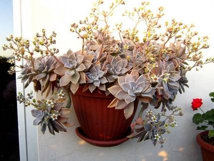 GraptopetalumPentandrum