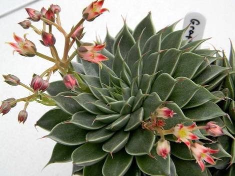 GraptopetalumSilverStar