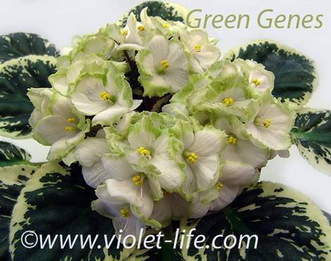 GreenGenes1