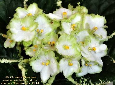 GreenGenes7