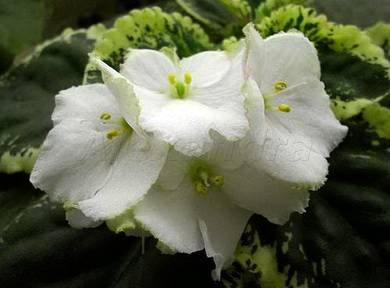 GreenGenes8.